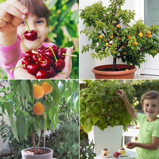 kit fruitiers nains